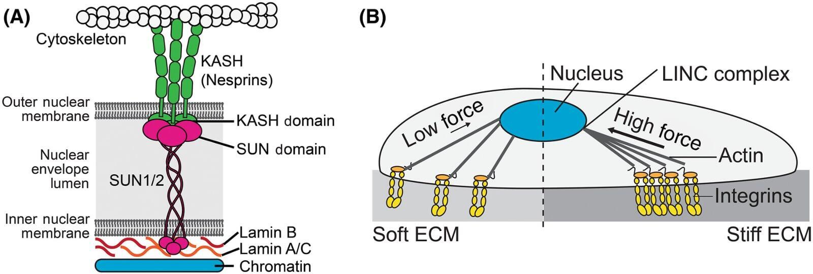 Whole Body Vibration and the Cell’s Mechanical Communication System